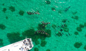 Perth Swim with Dolphins Cruise Thumbnail 3