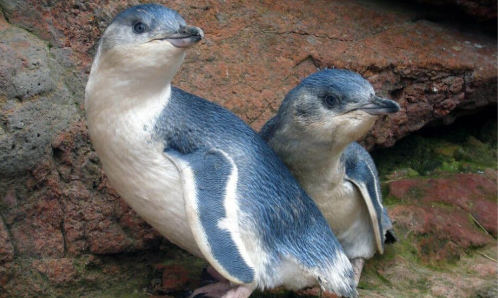 3 Hour Pohatu Penguins 4WD Safari