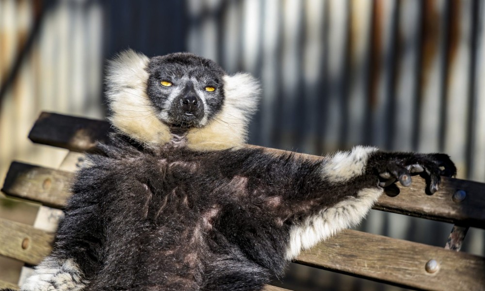 Hunter Valley Lemurs Encounter with Admission