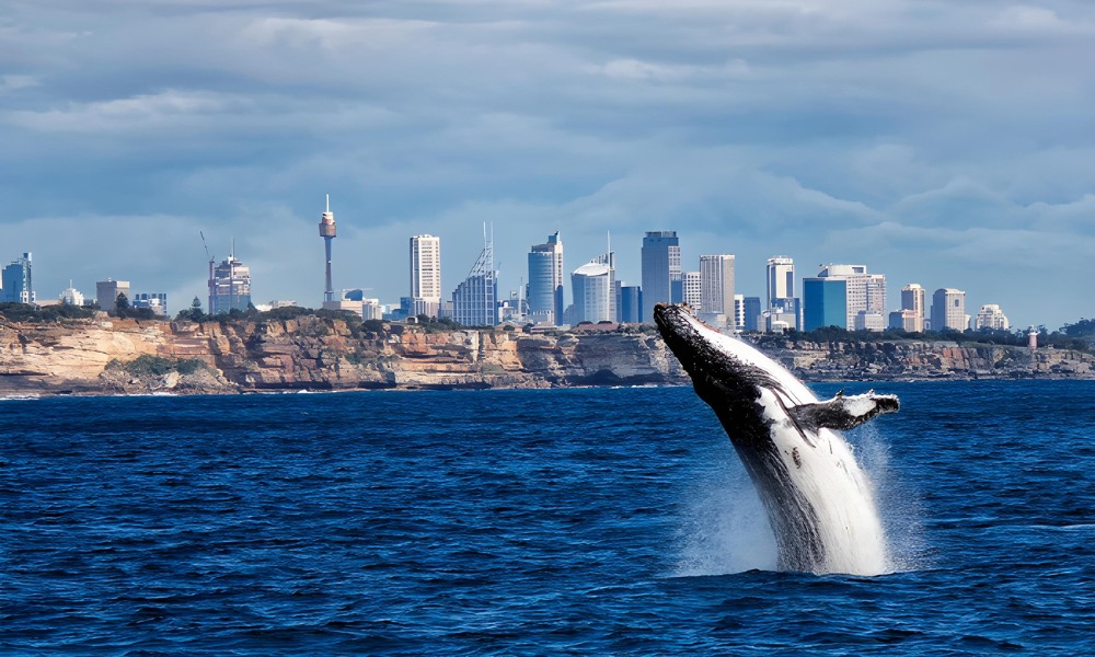Sydney Harbour Whale Watching Express - 2 Hours 
