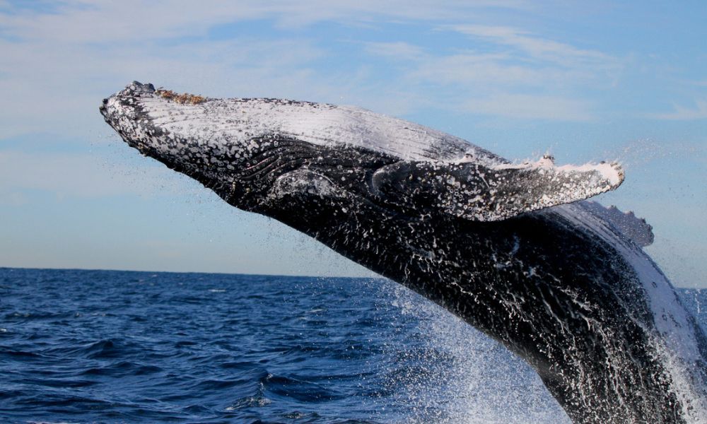 Lake Macquarie Whale Watching - 2 Hours