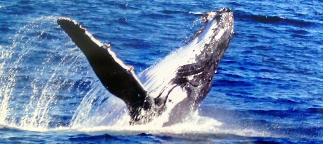 Whale Watching with Spirit of Gold Coast
