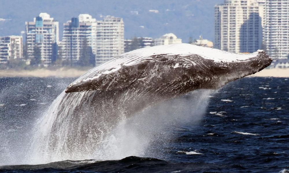 Whale Watching with Spirit of Gold Coast