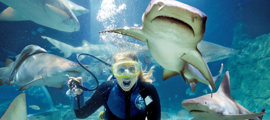 Melbourne Attractions Multi Pass Buy Now Experience Oz