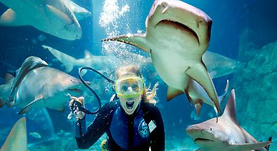 Melbourne Flexi Attraction Pass