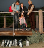 Phillip Island Tours