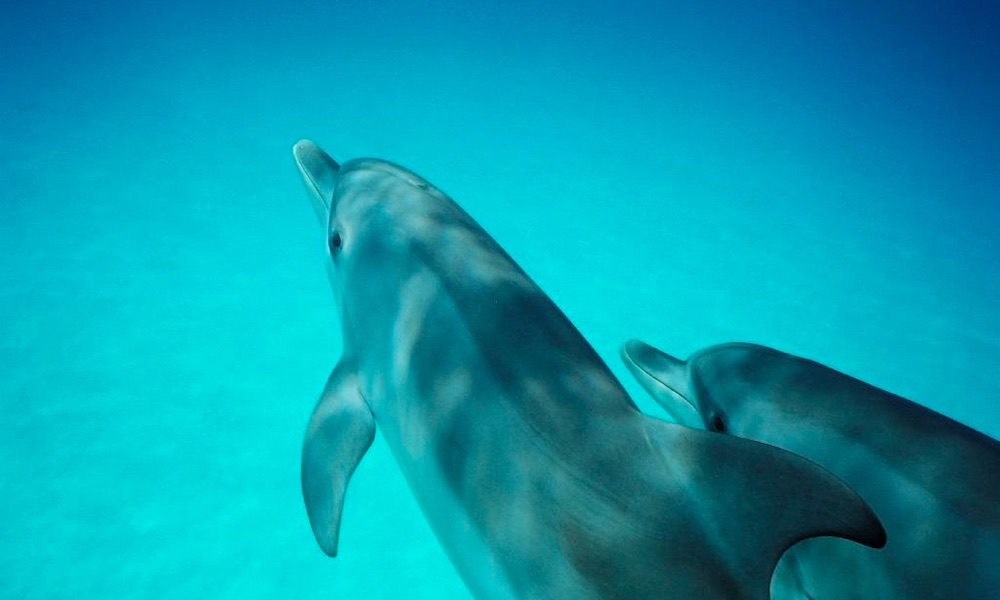 dolphin tours melbourne