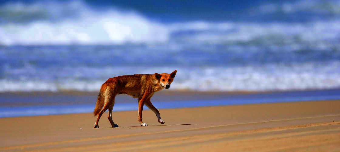 Fraser Island 1 Day Tour from Rainbow Beach