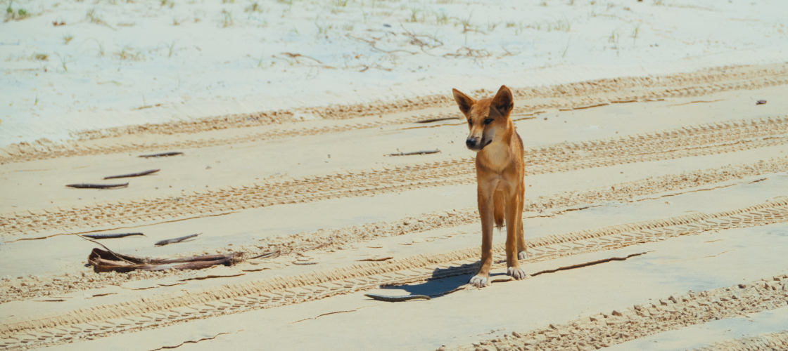 Fraser Island 1 Day Tour from Rainbow Beach