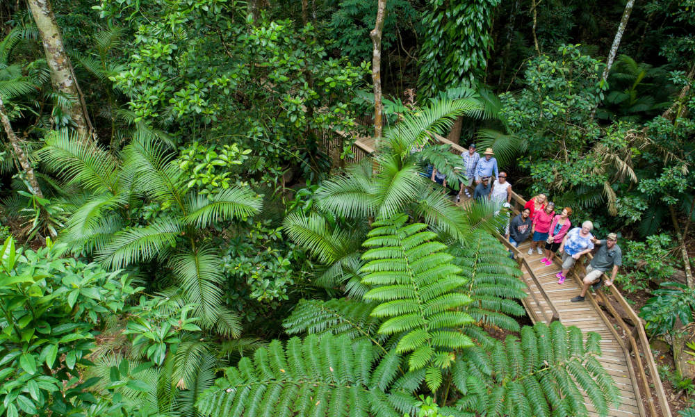 1 Day Daintree Rainforest, Cape Tribulation and Bloomfield Track Tour