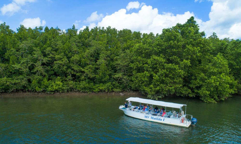 Daintree Rainforest & Cape Tribulation Small Group Tour