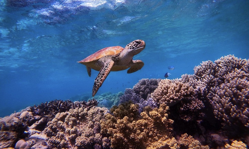 Great Barrier Reef Snorkel Trip from Cape Tribulation