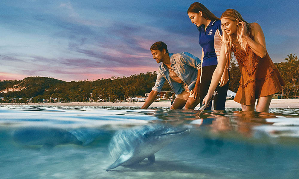 Tangalooma Island Resort Day Tour with Wild Dolphin Feeding & Transfers Entertainment Nature and Wildlife Adventure Animals 9 Trickett Street Surfers Paradise QLD 4217