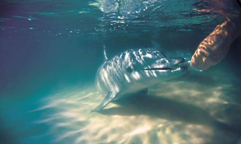 Tangalooma Island Resort Day Tour with Lunch & Wild Dolphin Feeding