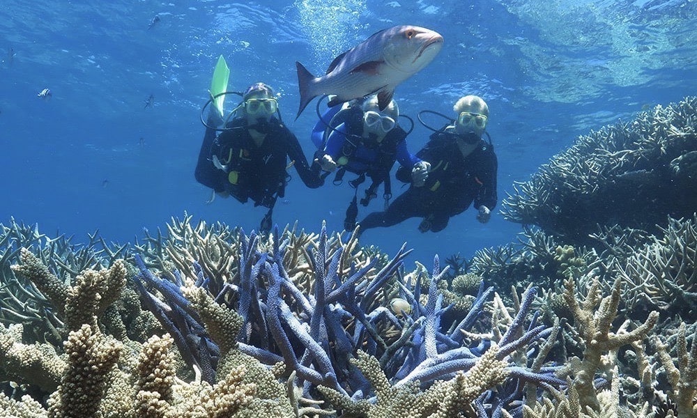 Great Barrier Reef Cruise to Quicksilver Port Douglas Pontoon