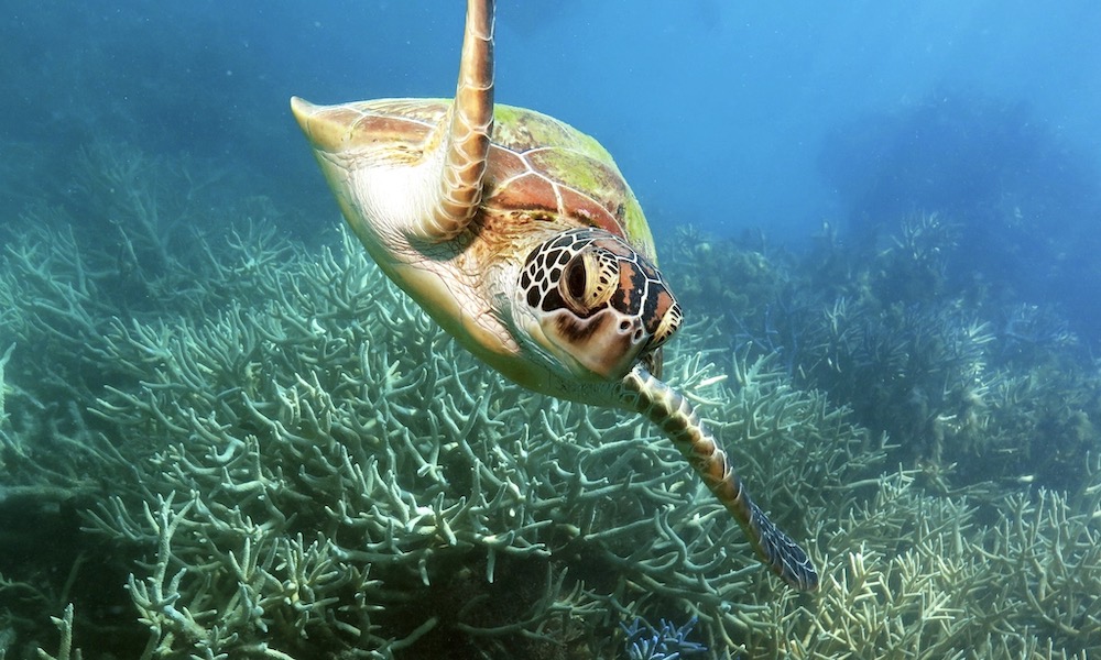 Green Island Full Day Trip + Snorkelling & Glass Bottom Boat