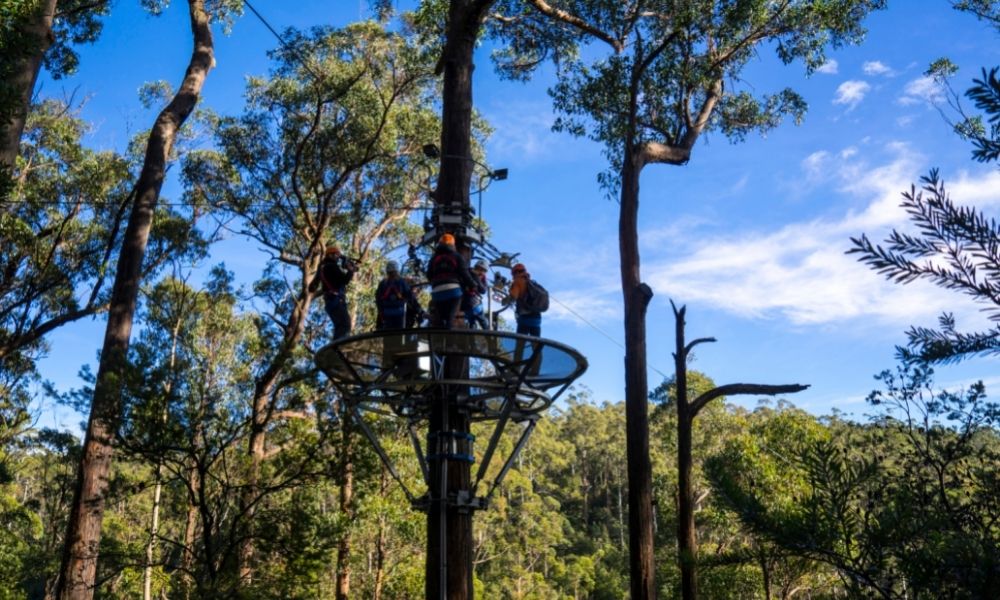 Treetops Adventure Daytime Tours