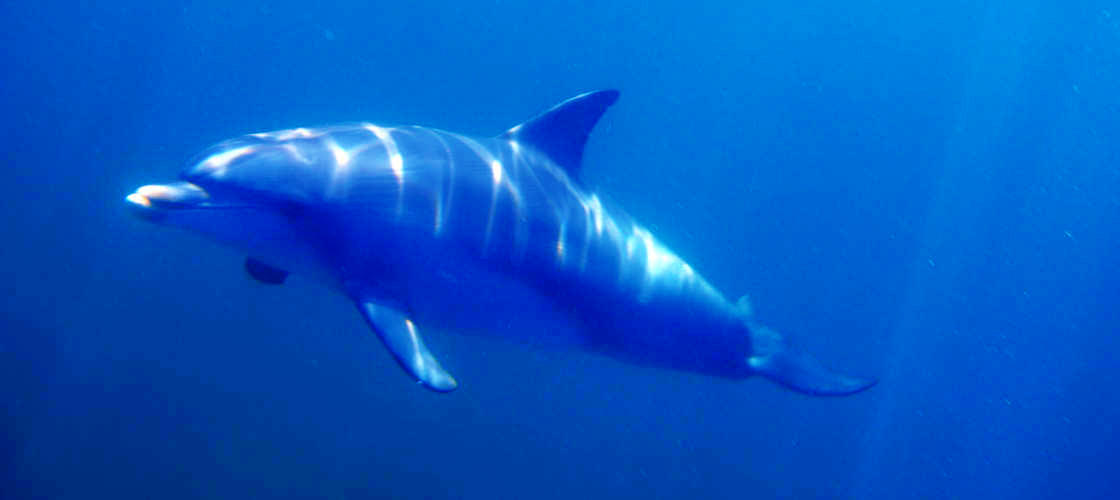 Adelaide Dolphin Watching Cruise