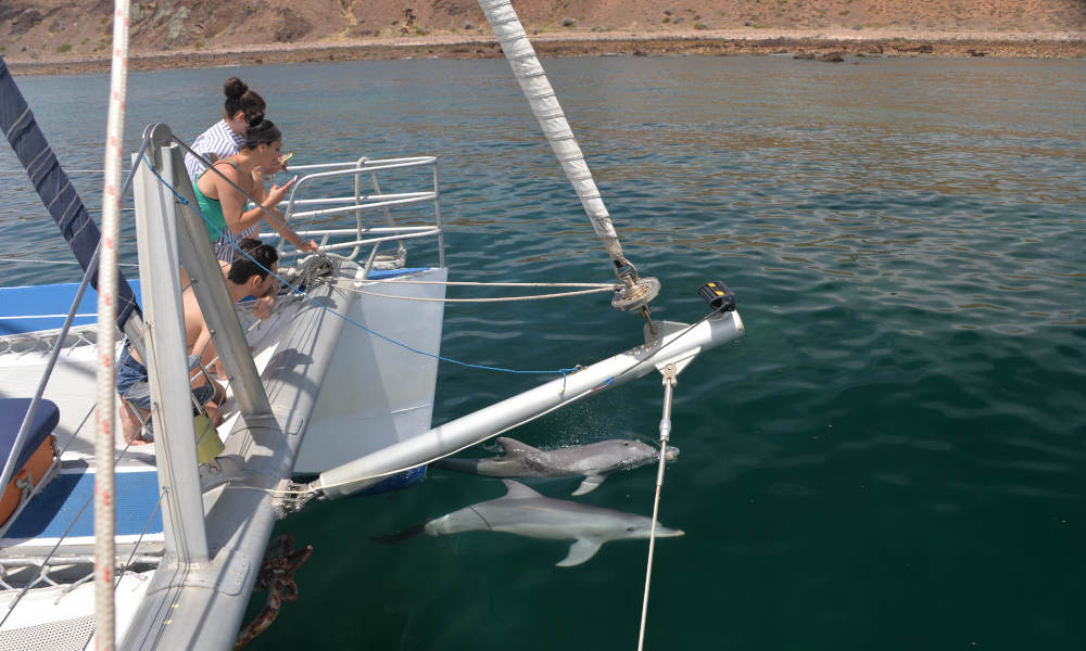 Adelaide Dolphin Watching Cruise