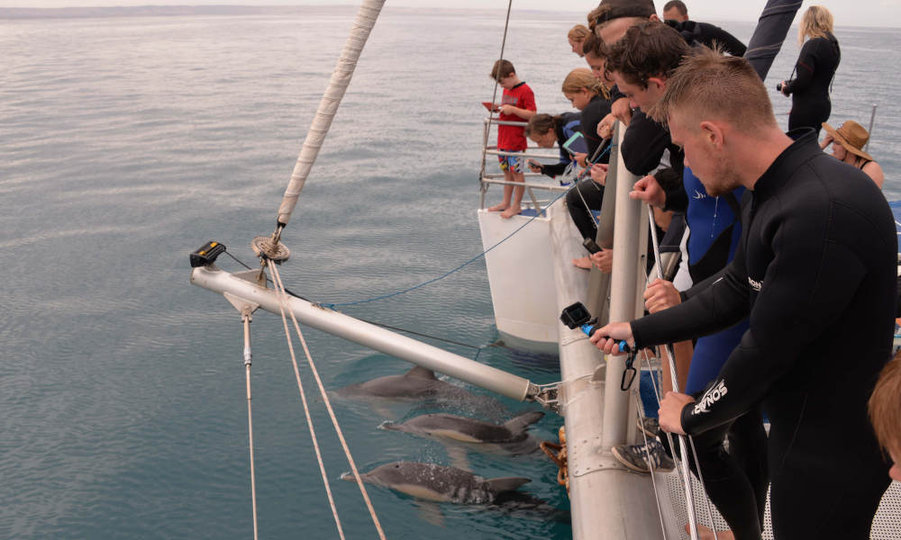 Adelaide Dolphin Watching Cruise