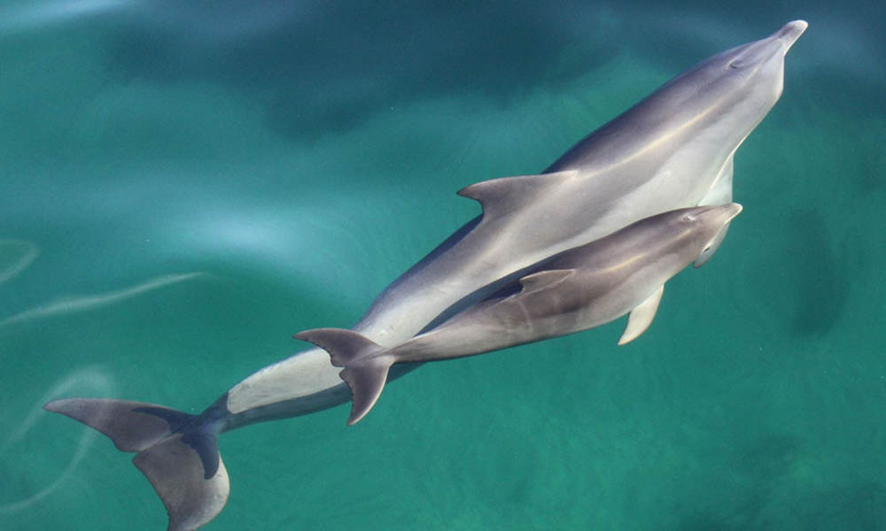 Adelaide Dolphin Watching Cruise  Book Now | Experience Oz