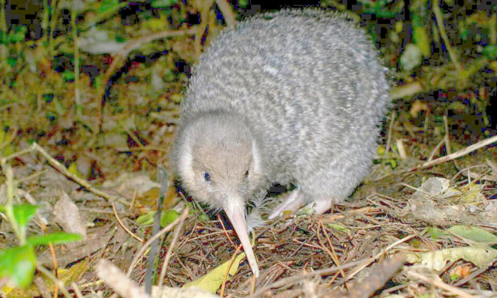 Zealandia by Night Kiwi Tour