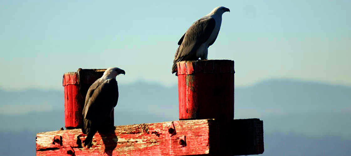 Tamar River Cruises - Lunch Cruise