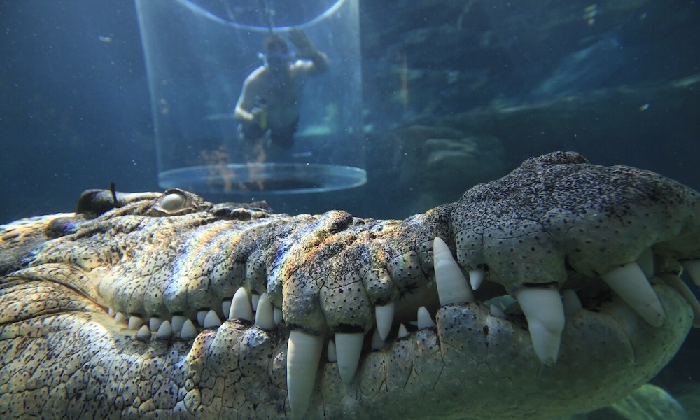 Cage of Death Solo Dive