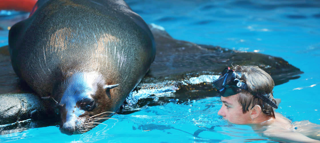 Seal Swim at SEA LIFE Sunshine Coast