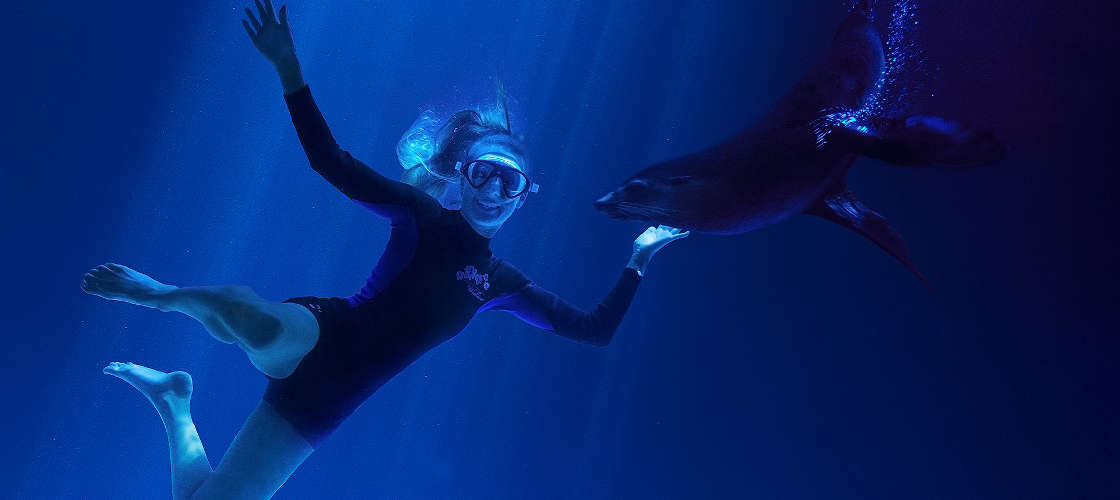 Seal Swim at SEA LIFE Sunshine Coast