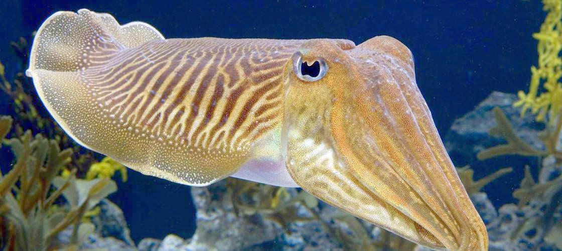 Seahorse World Guided Tour