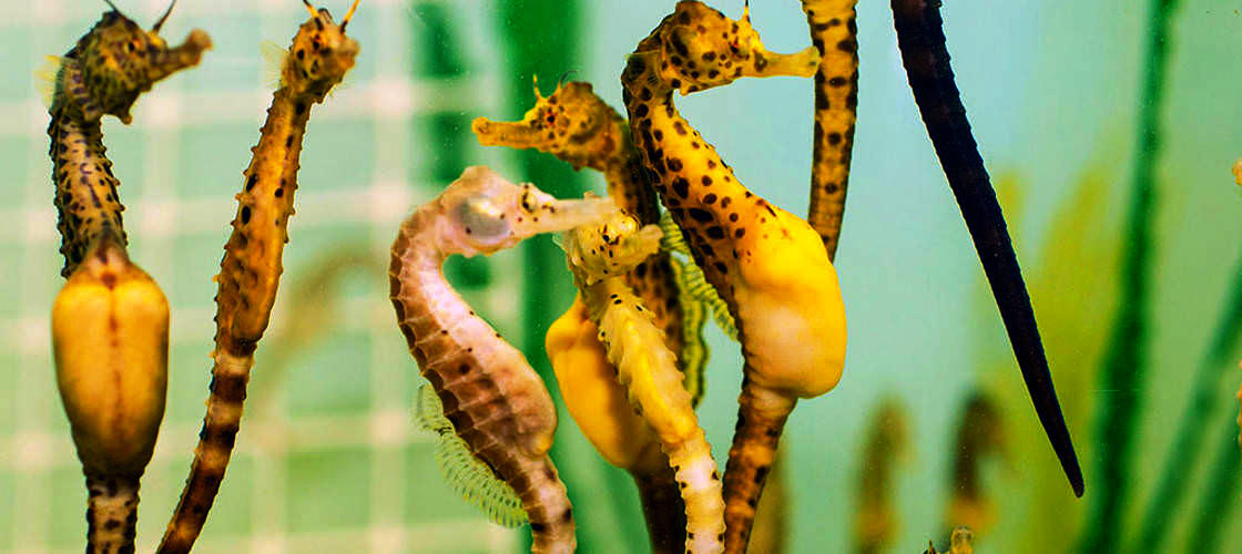 Seahorse World Guided Tour 200 Flinders Street Beauty Point TAS 7270