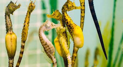 Seahorse World Guided Tour