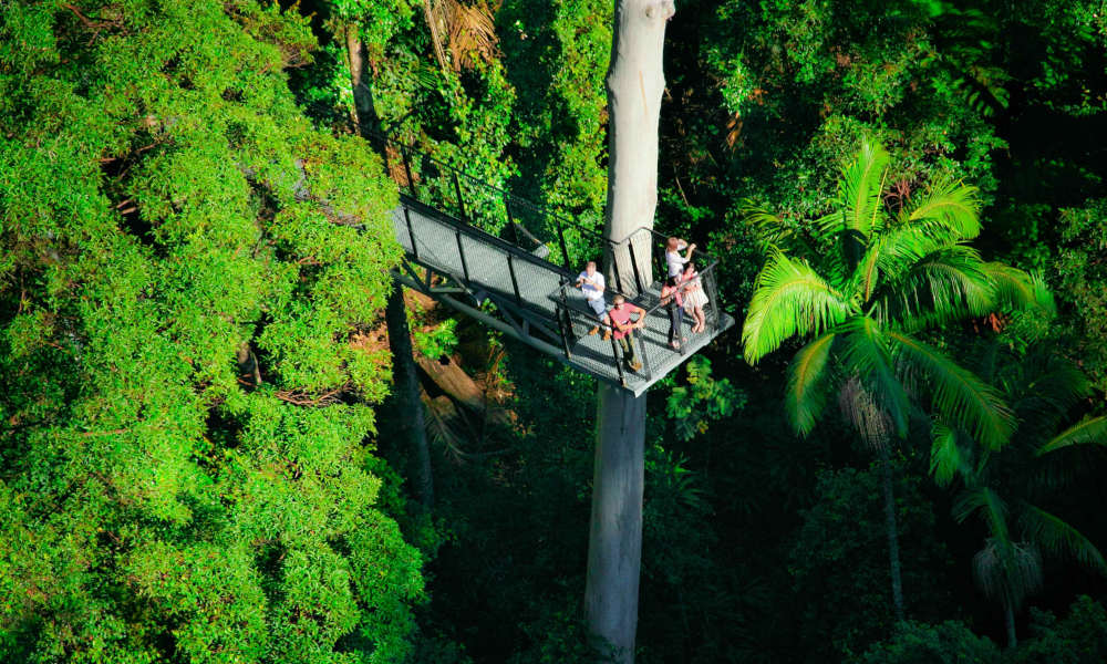 Tamborine Rainforest Skywalk Experience Oz