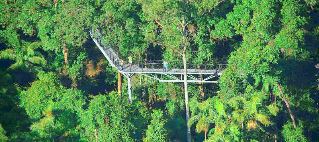 Tamborine Mountain Rainforest Skywalk Tickets 333 geissmann drv north tamborine QLD 4272