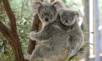 Lone Pine Koala Sanctuary with Return Scenic Cruise Thumbnail 3