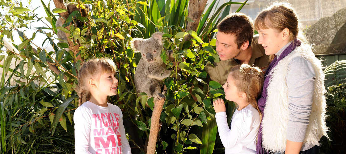 Breakfast with the Koalas at WILD LIFE Sydney Zoo Aquarium Wharf 1-5 Wheat Road Darling Harbour Sydney NSW 2000