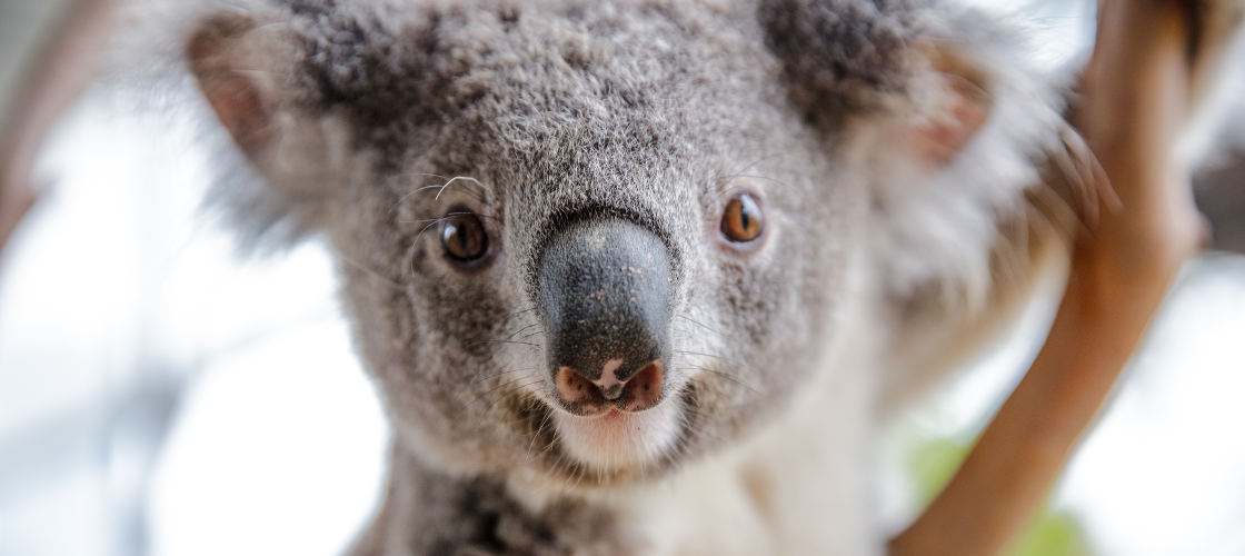 Breakfast with the Koalas at WILD LIFE Sydney Zoo