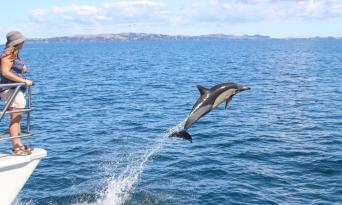Whale and Dolphin Safari in Auckland Thumbnail 3