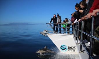Whale and Dolphin Safari in Auckland Thumbnail 5
