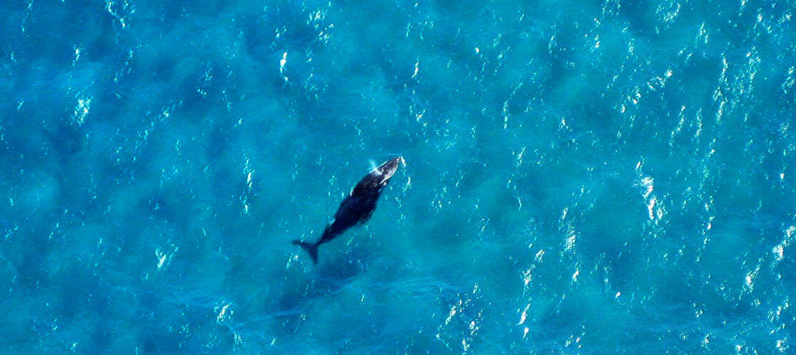 Surfers Paradise Scenic Helicopter Flight