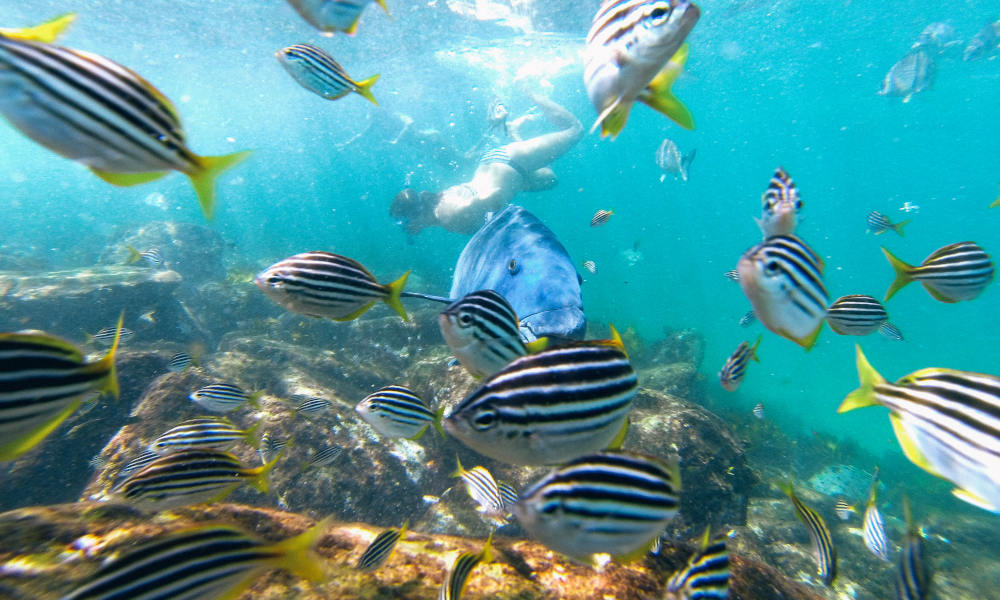 Manly Snorkel, Walk and Talk Tour | Experience Oz