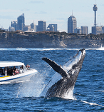Whale Watching Sydney Harbour