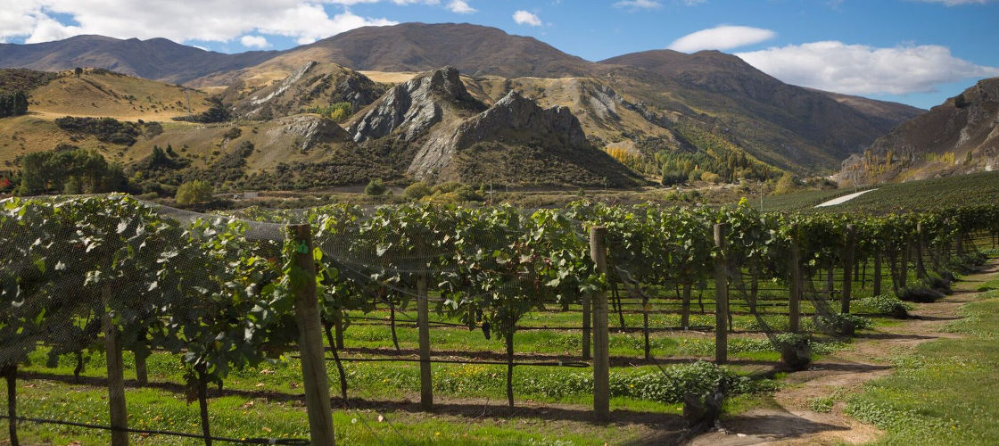 Queenstown Winery Tour Experience Oz