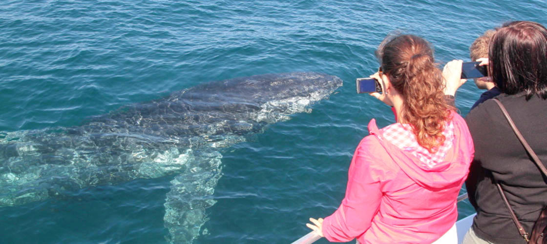 Jervis Bay Whale Watching