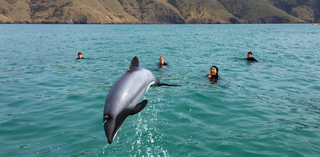 Akaroa Dolphin Swim Experience   Book Online | Experience Oz