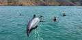 Akaroa Dolphin Swim Experience Thumbnail 1