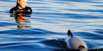 Akaroa Dolphin Swim Experience Thumbnail 3