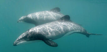 Akaroa Dolphin Swim Experience Thumbnail 4