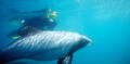 Akaroa Dolphin Swim Experience Thumbnail 6